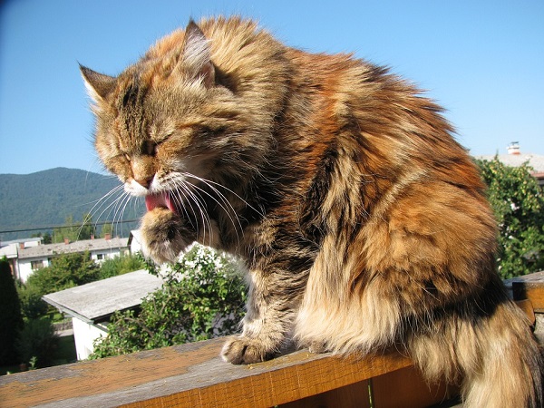 kot-maine-coon